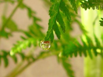 Close-up of water drop on leaf