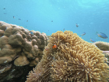 Fish swimming in sea