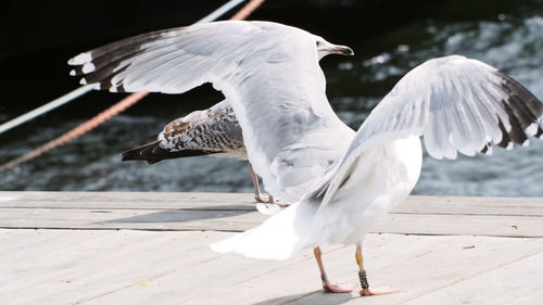 Seagulls flying against the sea