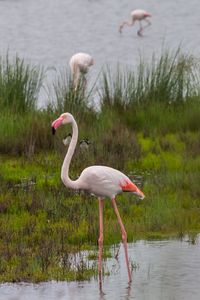 Flamingo bird in the wild