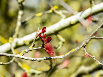 Close-up of red flower on branch