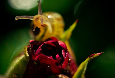 Close-up of water drops on red flowering plant