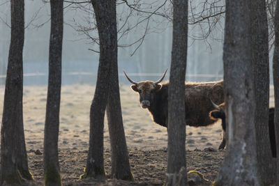 Graceful wanderer. majestic brown wild cow grazing in the early spring field