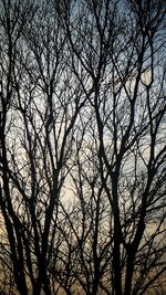 Low angle view of tree against sky