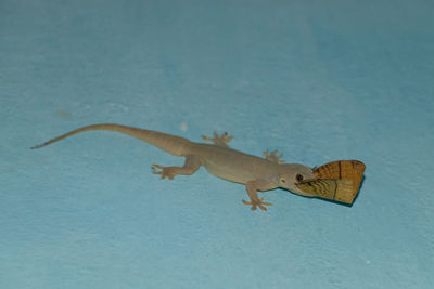 High angle view of a lizard on the sea