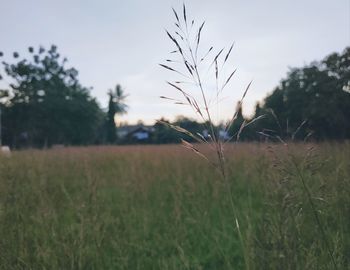 Scenic view of grassy field against sky