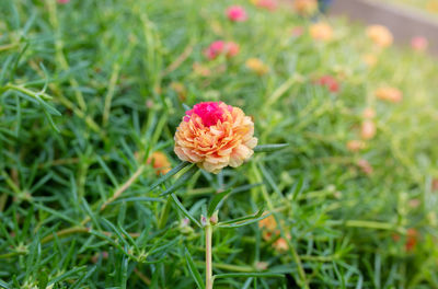 Close-up of flowering plant on field