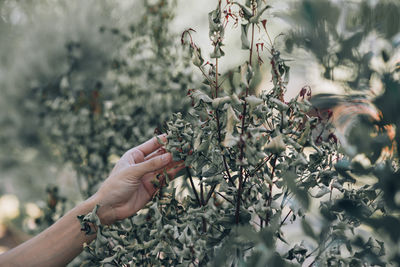 Cropped hand of woman touching plant