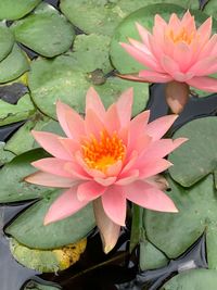 Close-up of lotus water lily in lake