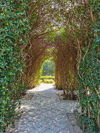 Footpath in park