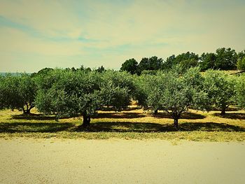 Trees growing in field