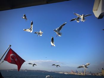 Seagulls and turkish flag against sky seen through boat window