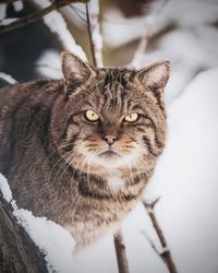 Wildcat - felis silvestris