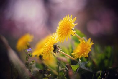 Close-up of bee on yellow flower