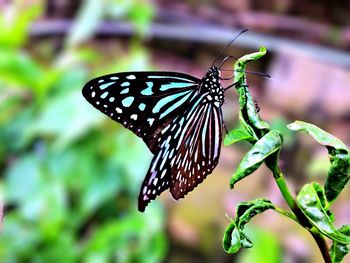Close-up of butterfly pollinating flower