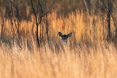 Portrait of deer standing on field