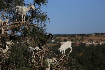 View of a sheep on tree, essaouira morocco 