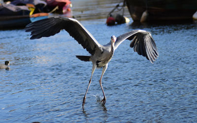 Heron flying over lake