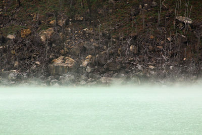 Scenic view of lake in forest