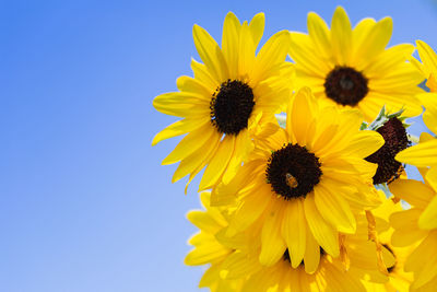 Close-up of yellow sunflower against clear blue sky