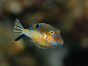 Close-up of fish swimming in aquarium