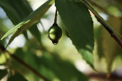 Close-up of raindrops on tree