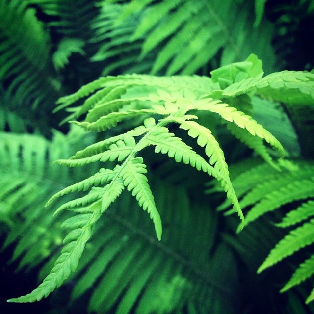 leaf, green color, growth, plant, close-up, nature, leaves, focus on foreground, beauty in nature, leaf vein, selective focus, fern, green, natural pattern, outdoors, tranquility, freshness, day, no people, growing