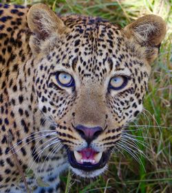 Close-up of leopard looking at camera