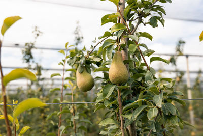 Pear Food Food