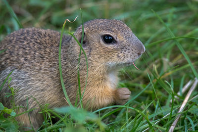 Close-up of squirrel