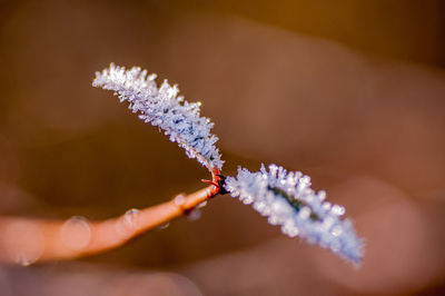 close-up