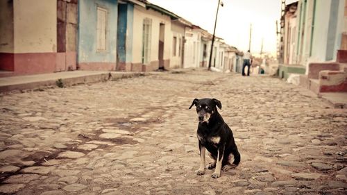 Dog on village street