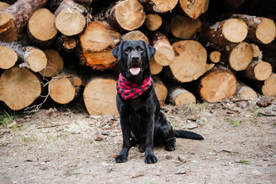 Black labrador dog wearing modern bandana standing by wood trunks in mountain. pets in nature