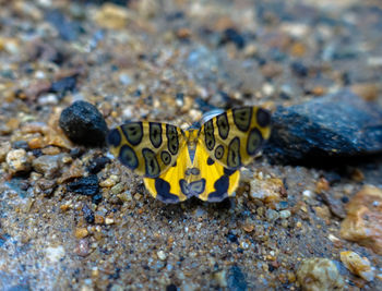 Close-up of butterfly on ground