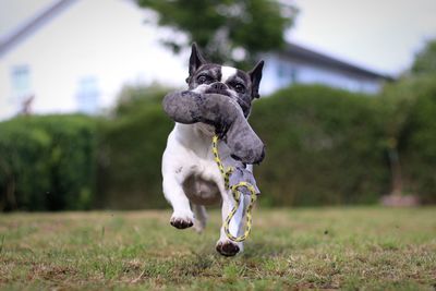 Dog carrying toy in mouth while running on land