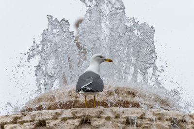 Close-up of penguin splashing water