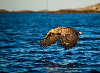 Eagle flying over sea