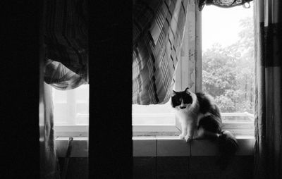 Cat sitting on window at home