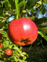 Close-up of apple on tree