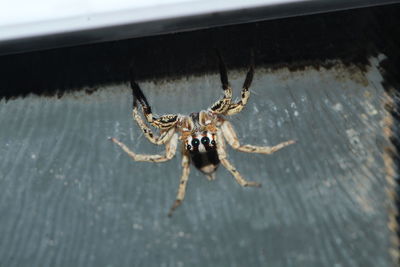 Close-up of spider