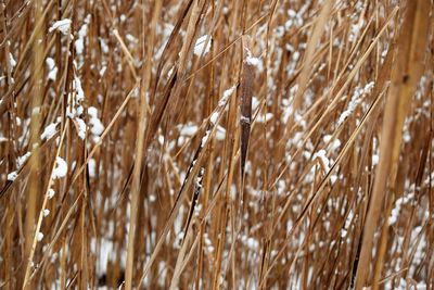 Close-up of wheat field