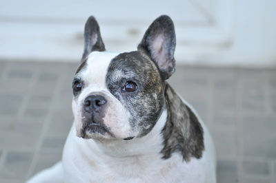 Close-up of dog looking away