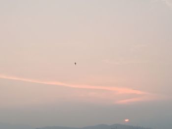 Bird flying in sky during sunset