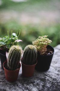 Close-up of potted cactus plant