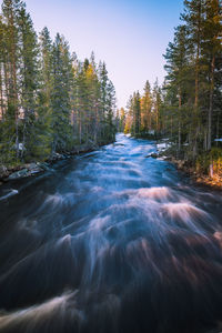 Scenic view of water flowing in forest against sky