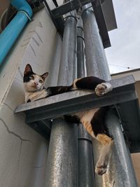 Low angle view of cat sitting on metal