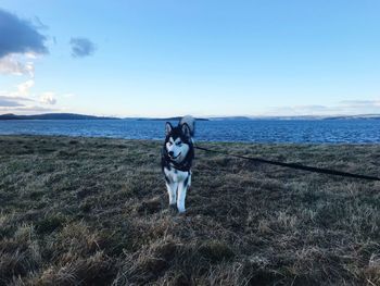 Dog standing on beach