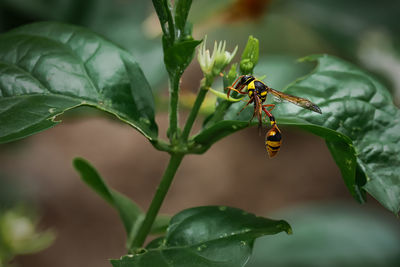 Close-up of insect on plant