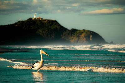 Birds perching on beach