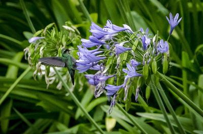 Close-up of purple iris flowers